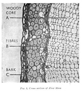 Cross Sections of Flax Stem