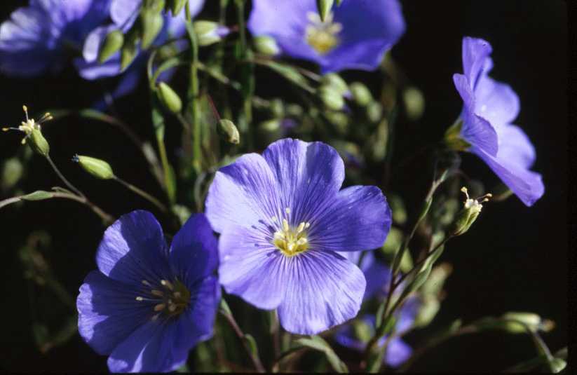 Flax flowering